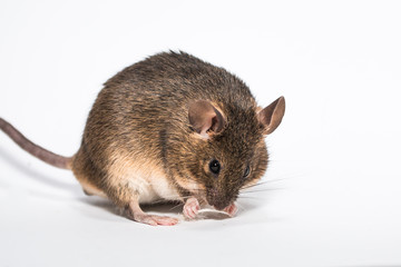 Funny little brown mouse, white background studio