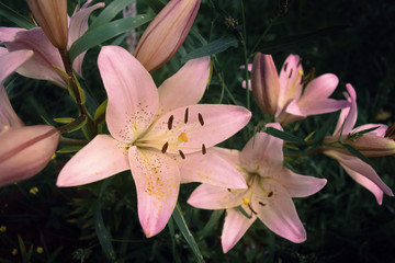Obraz premium Pink lilies on a background of grass with stamens and pollen, close