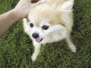 Pomeranian dog