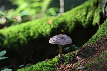 Mushroom on the root of a tree on a sunny day