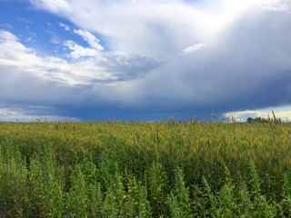 Plain landscape with storm clouds over wheat farm field
