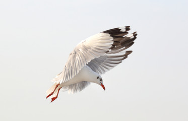 Fototapeta premium Seagull fly in the sky at Bang Pu,Thailand.