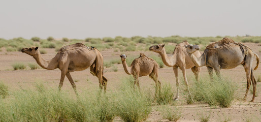 Group of camels in the desert Sahara in Mauritania, North Africa - obrazy, fototapety, plakaty