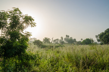 Foggy early morning with sunrise at jungle with palms and lush grass in Gambia, West Africa