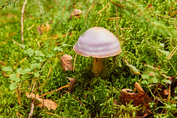 Cortinarius caerulescens.growing in the forest in autumn