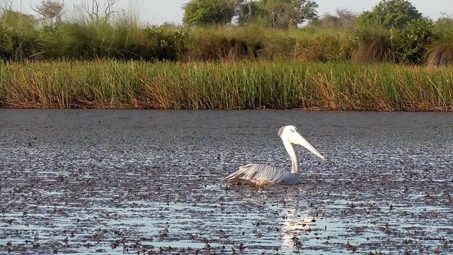 sailing through the channels of the okavango delta in botswana
