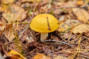 Russula claroflava,growing in the forest in autumn