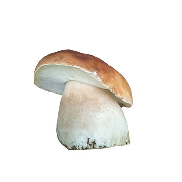 Penny bun (Boletus edulis) mushroom isolated on white
