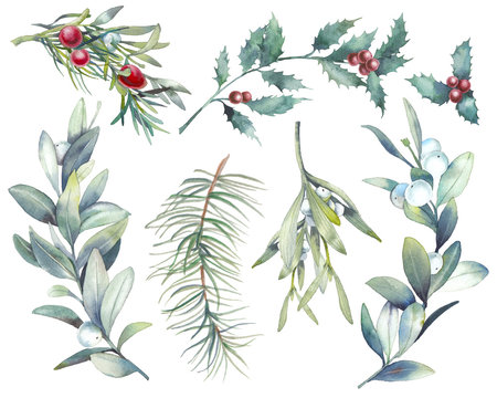 Watercolor Christmas plants set. Hand drawn botanical elements isolated on white background. Branches with berries, spruce, holly, mistletoe for modern natural design