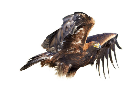 Isolated on white background, Golden Eagle, Aquila chrysaetos, big bird of prey in winter, standing on snowy meadow with outstretched wings, partly blurred by motion. Artistic photo.
