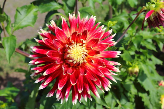 red dahlia flower akita