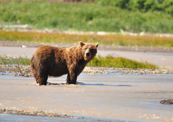 Kodiak grizzly bear looking at us
