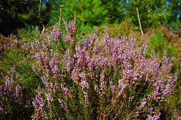Obraz premium Close up heather moorland in Kempen forests, North Brabant, the Netherlands