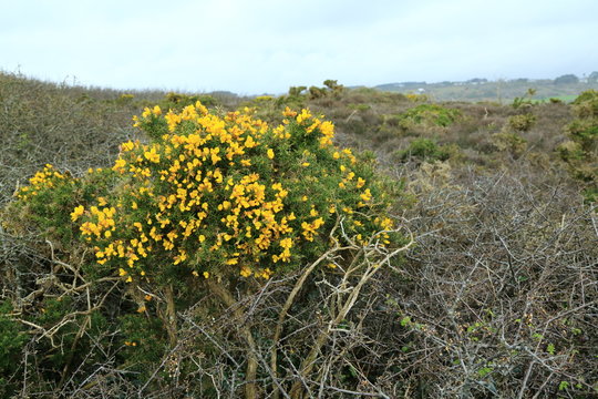 Stechginster (Ulex europaeus) in der Bretagne, Frankreich