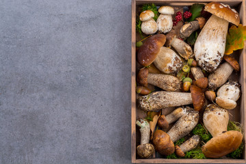 Boletus edulis, cepe, porcini mushrooms unwashed on gray concrete background copy space