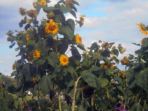 Sunflower garden, wilting in the heat, against blue cloudy sky. Summer in Maine, 2017