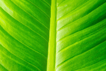Close up of natural green leaf background, tropical foliage texture.