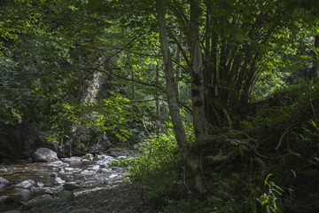 Fototapeta na wymiar Bosques de los Pirineos