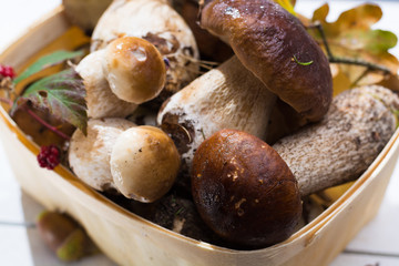 Boletus edulis, cepe, porcini mushrooms unwashed on white wooden background