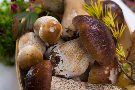 Boletus edulis, cepe, porcini mushrooms unwashed on white wooden background