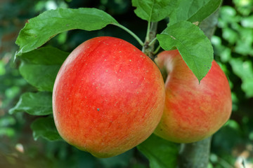 Big red ripe apples on the apple tree, fresh harvest of red apples, seasonal works in orchard, fruit garden