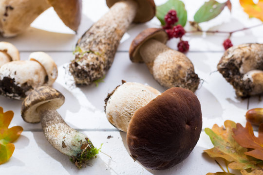 Boletus edulis, cepe, porcini mushrooms unwashed on white wooden background