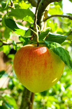 One big red ripe apple on the apple tree, fresh harvest of red apples, seasonal works in orchard, fruit garden