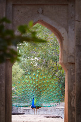 Indian peafowl, Pavo cristatus displaying in abandoned church in indian jungle. Artistic indian...
