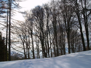 Alberi nella neve - 172389457