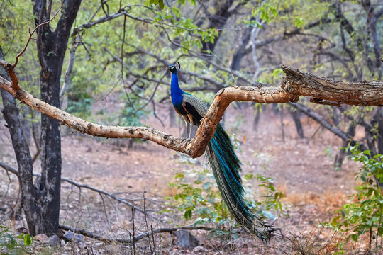 Highly colored Indian peafowl, Pavo cristatus perched on branch in typical environment of dry indian jungle. Ranthambore, Rajasthan, India.