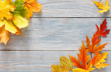 Autumn season background, vibrant maple leaves