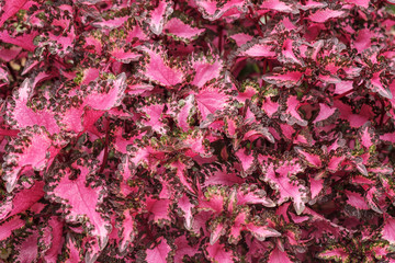 Red leaf / View of red leaves background. Flame nettle, Painted nettle (Coleus : LABIATAE)