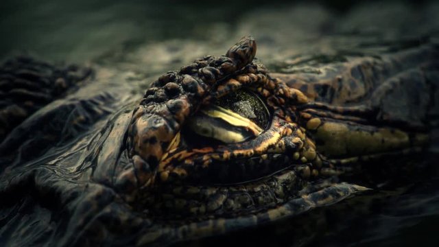 Krokodil diving (superslowmotion)