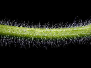Macro image of droplets are attached to the pumpkin limb hairs after the rain on black background