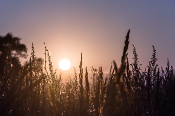 Close-up flower grass field and sunset background in the evening