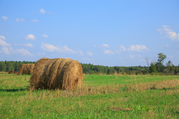 Bales of hay in a large field. Nature composition.