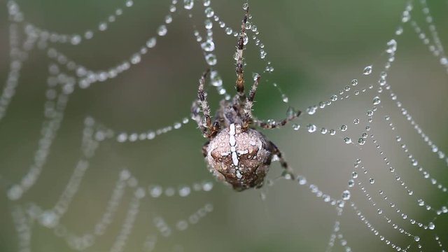 araign&eacute;e