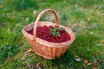 Forest berries. Ripe juicy cowberry in wicker basket in the autumn forest on the grass background. Selective focus.