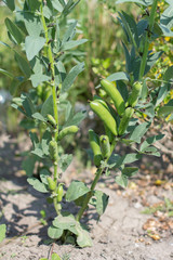 Урожай бобов. Сбор урожая. Земледелие. Выращивать растительный белок. Crop of beans. Harvesting. Agriculture. To grow up vegetable protein. 

