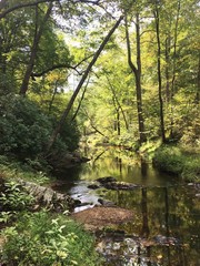 Fototapeta na wymiar Creek in the Forest
