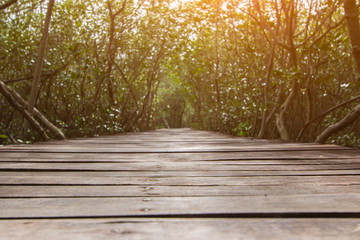 Tree tunnel with walkway, The Wooden Bridge In Mangrove Forest at Laem Phak Bia, Phetchaburi, Thailand