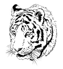 Black vector realistic illustration of tiger's head isolated on white background