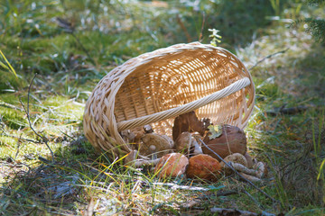 Woven basket and mushroom boletus in forest