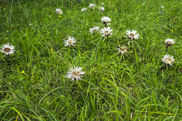Silver Thistle, Carlina acaulis.