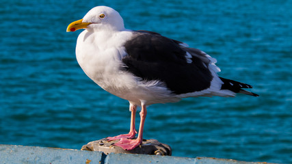 seagull