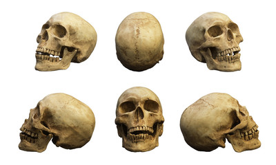 Human skull in different side and direction. Isolated on white with clipping path