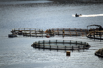 Rounded cages for breeding of sea bream and sea bass on fish farming in south east of island Brac in Croatia