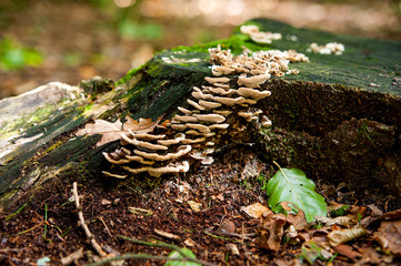 Waldpilze
