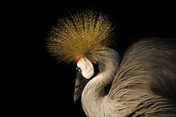 bird