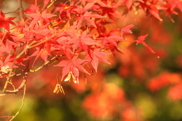 Collection of Beautiful Colorful Autumn Leaves / green, yellow, orange, red